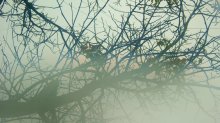 aus dem Fenster Regen / ***