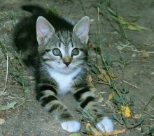 Miau / ***