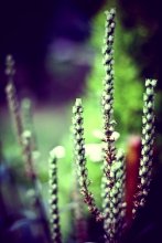 Botanik / ***