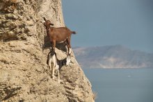 Crimean Ziegen / ***