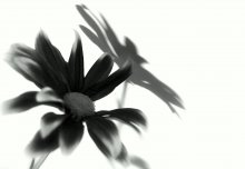 Shadow / Shadow