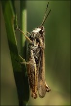 Heuschrecke / ********