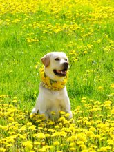 Sundog / ***