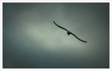 im freien Flug ... / ***