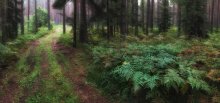 Fern Wald / ....