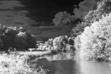 Wood / B/W photo