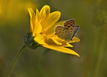 Tscherwonez braun Lycaena tityrus / ***