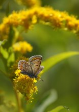 Kupfer-Schmetterling / ***