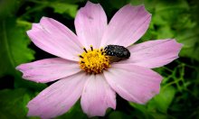 Beetle .... / ***