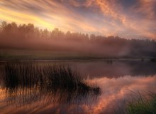 Rosa Nebel / *********************