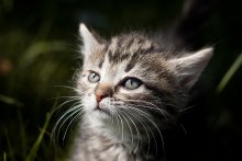 Und in meinem Herzen Ich tiger ... / ***