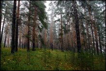 Im Kiefernwald / ***