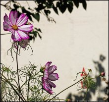Buttercup-Blumen / ***