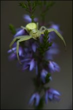 Stimmung. / ***