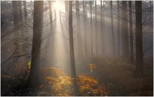 Foggy forest. / Sunset into a foggy forest.