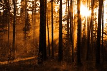 Morgen im Wald / ***