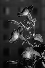 Stadt Flowers / ***