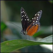 GRACE / Wings of paradise.