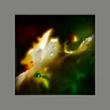 Tau auf den Blüten von Geranien / ***