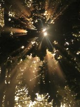 Verstrickt in die Zweige der Sonne / ***