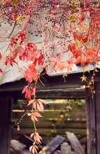 Herbst / ...