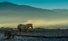 Morgen, Berge, Nebel ... / ***