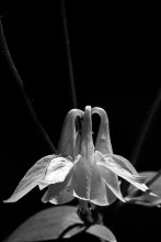 Swans / ***