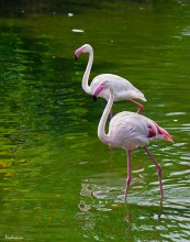 Pink Flamingos - Kind Sonnenuntergang .. / Kowloon park, Hong Kong