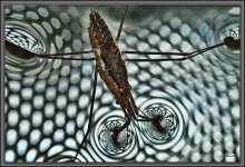 Was ist das Gewicht Wasserläufer? / ***