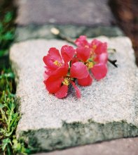 Flower ... / ***