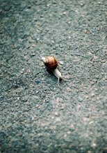 Schnecke / ***