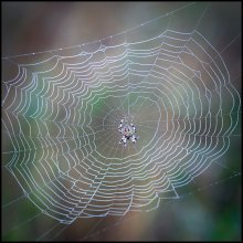 Subtilität der Natur / ***