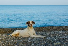 Der Hund und das Meer / ***