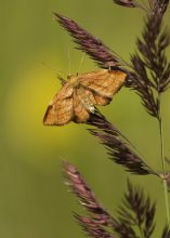 Moth ocker / ***
