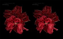 Halboffene Bademantel hibiscus (Stereo) / ***