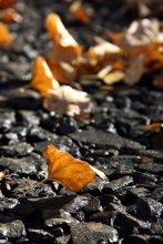 Einsamkeit Herbst ... / ***