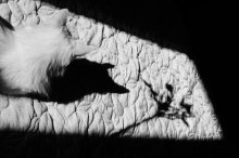 Kote / ***