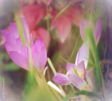 Herbstfarben ... / ***