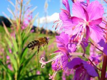 Bee. / ***