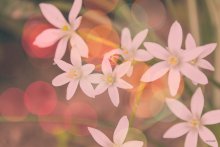 Blumen / ***
