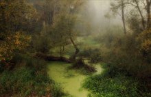 Morgen in den Urwald von Bialowieza / -----