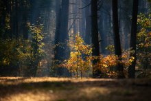 Das Gefühl des Friedens ............... / ***