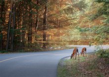 Morgen im kanadischen Wald / -----
