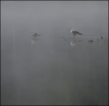 Misty Fantasie. / ***