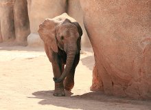 Elefant / ***
