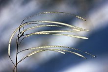 Wind / ***