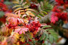 Scarlet Blume im Oktober ...... / ***