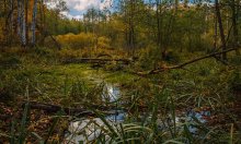 Herbst im Wald Bach / ***