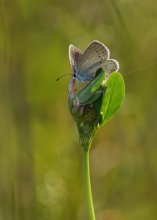 Short-tailed blues / ***