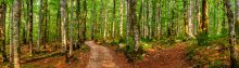 Deep forest / ***